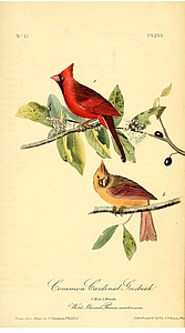Agrandir l'image (fenêtre modale)